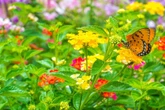 Keine schicken Falter im Garten? So kannst Du Schmetterlinge anlocken