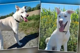 Husky-Mix rempelt gern mal Leute an: Hund Konfetti macht seinem Namen alle Ehre