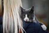 Frau nimmt Video für Jobinterview auf, dann ruiniert ihre Katze alles