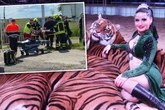 Tigerangriff im Norden Sachsens: Was wir wissen und was nicht