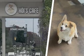 Dieses Café hat die süßeste Gastgeberin in ganz Erfurt