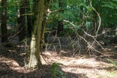 Hitze sorgt für ein weiteres Problem: Waldbrandgefahr in Hessen steigt