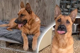 Schäferhund ganz allein: Warum vermisst niemand Sören?