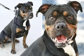 Hund Yuno zieht wie ein kleiner Traktor: Ob der "Rohdiamant" den richtigen Schliff kriegt?