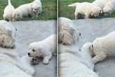 Golden-Retriever-Oma reagiert rüde auf Welpen: Doch kurz darauf schmelzen Herzen dahin
