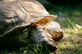 Faszinierende Einblicke: Wann, wo und wie schlafen Schildkröten?