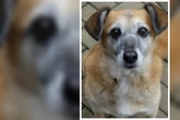 Ihr geliebtes Frauchen wurde schwer krank, jetzt hofft die traurige "Jade" auf eine zweite Chance