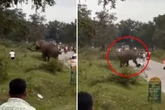 Schnappschuss löst Wutanfall aus: Tourist von Elefant niedergetrampelt