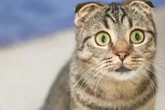 Kater kommt wohl aus dem Staunen nicht raus: Was es mit Prinz Poppy auf sich hat?
