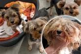 23 Yorkies aus Horror-Wohnung gerettet: Diese Zustände machen Tierfreunde sprachlos