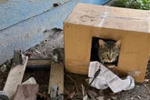 Retter prüfen Mikrochip von Katze: Was sie da lesen, können sie kaum glauben