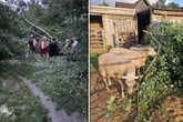 Tierschutzhof für behinderte Hunde von Sturm getroffen: "Katastrophe!"