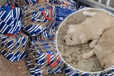 Süße, aber traurige Entdeckung: Polizei stoppt mysteriösen Van mit Hundebabys