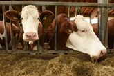 Tödlich für Tiere: Weiterer Fall von Blauzungenkrankheit festgestellt