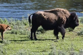 Bison-Attacke im Nationalpark: Besucher wird aufgespießt