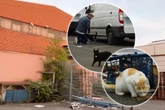 Hunderte Katzen sollen ihr Zuhause verlieren: Tierschützer schlagen Alarm