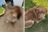Frau lässt Schwiegermutter auf Hund aufpassen: Als sie ihn wiedersieht, ist sie sprachlos