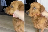 Golden Retriever verweigert Snack: Was er stattdessen möchte, verzückt alle