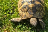 Erst Bob, jetzt Fridolin: Schildkröten-Dieb ist in Sachsen unterwegs?