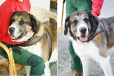 Moskauer-Wachhund-Mix ist einfach verkuschelt: Gibt es eine zweite Chance für Baloo?