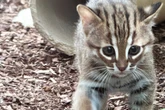 Die "kleinsten Wildkatzen der Welt" haben Nachwuchs bekommen