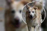 Herumgereicht wie ein Wanderpokal: Jetzt hofft Retriever-Mix auf zweite Chance