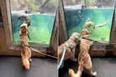 Golden Retriever treffen auf Otter: Was dann passiert, lässt so vielen das Herz aufgehen