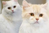 Winnie und Willi wollen es wissen: Ob die Kater ihrem Schicksal ein Schnippchen schlagen?