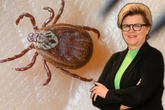 Mehr Borreliose-Fälle: Sachsen erlebt wahren Zecken-Sommer