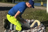 Flügelbruch: Hilfloser Schwan vegetiert am Rheinufer