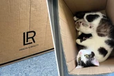 Katzenmama mit sechs Babys herzlos auf Parkplatz ausgesetzt