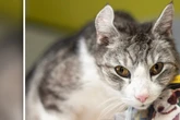 Tierheim ist ratlos wegen Schlumpi: "Warum bekommt dieser wundervolle Kater keine Chance?"