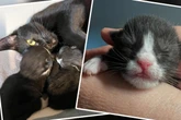 Besitzer liefern schwangere Katze im Tierheim ab: Der Grund macht einfach sprachlos