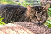 Vom Leben gezeichnet: Einäugiger Kater "Lorbärchen" hofft auf Happy End