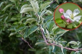 Der Apfelbaum blüht immer noch nicht? Das kannst Du tun