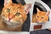 Kater seit Tagen vermisst, dann wird Sultan 500 Kilometer von seinem Zuhause entfernt gefunden
