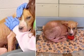 Pflegerin besucht ängstlichsten Hund im Tierheim: Was sie dann feststellen muss, ist grausam
