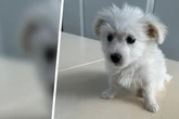 Zu früh von seiner Mutter getrennt: Zöllner retten jungen Hundewelpen