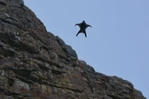 Deutscher Wingsuit-Sportler stürzt in der Schweiz ab und stirbt