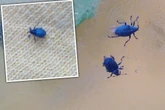Immer wieder kleine blaue Käfer auf Euren Shirts? "Sollten nicht als Schädling betrachtet werden"