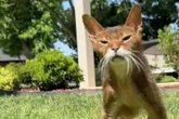 Frau teilt niedliches Katzen-Video: Ein Detail schockiert Millionen