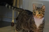 Diese Katze ist nichts für schwache Nerven: Wer schenkt Leni trotzdem ein Zuhause?