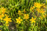 Stimmt es wirklich, dass Johanniskraut im Garten verboten ist?