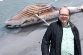 Nach Wal-Drama um "Timmy": Minister schlägt Alarm für Nord- und Ostsee