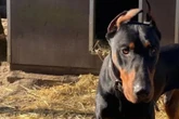 Er hat schon viel durchgemacht: Wer schenkt Hund Xavier ein Zuhause?