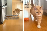 Kater versteckt sich tagelang vor Katzensitterin: Dann entwickelt sie einen Plan