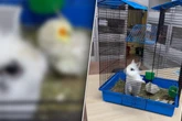 Als diese Neuankömmlinge im Tierheim eintreffen, sind nicht nur die Mitarbeiter fassungslos