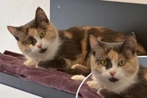 Kitten aus dem Haus: Was wird nun aus Mama-Katze Perla?