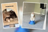 Einsame Katze trifft auf Kätzchen: Ihre besondere Verbindung berührt das Netz