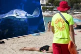 Strandbesucher verletzt: Immer mehr Rochen an Malle-Küsten